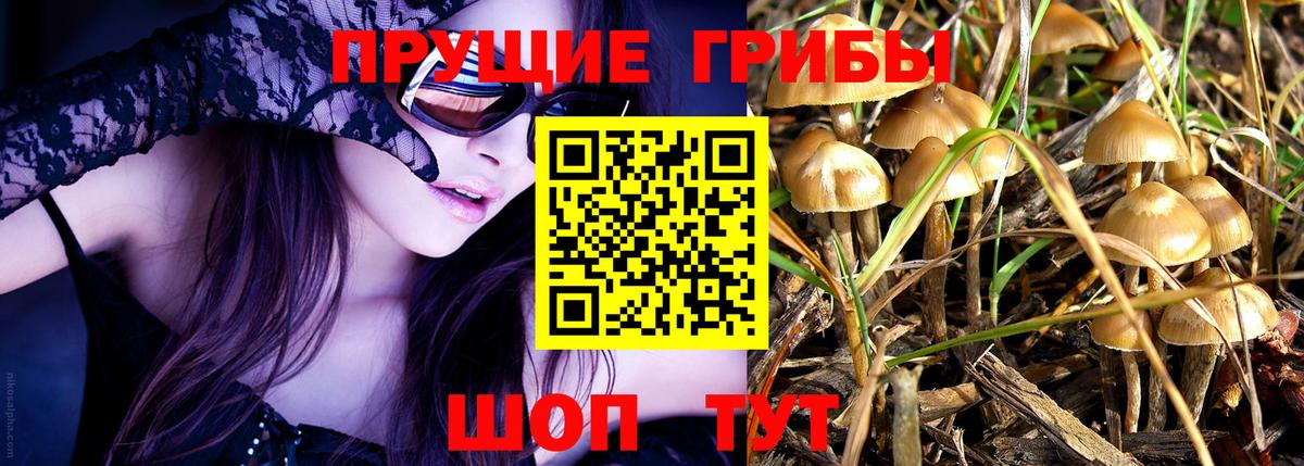 Псилоцибиновые грибы Psilocybine cubensis  хочу наркоту  Малгобек  Вход с VPN 